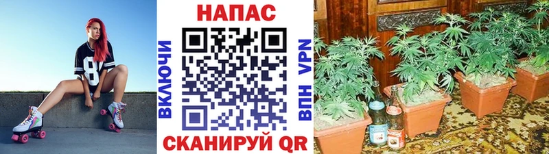 Каннабис конопля  купить   Сасово 
